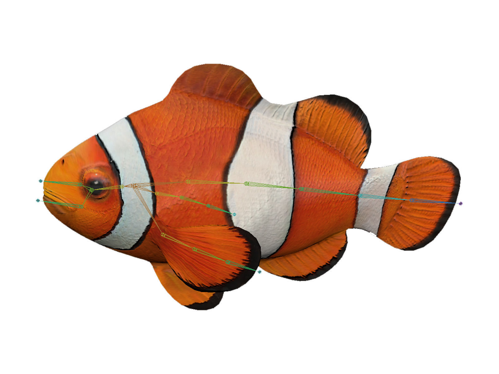 clown fish Low-poly 3D model_8