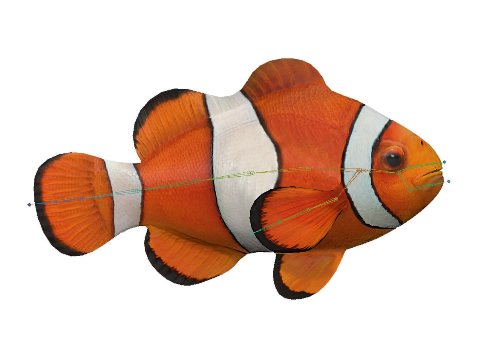 clown fish Low-poly 3D model_6