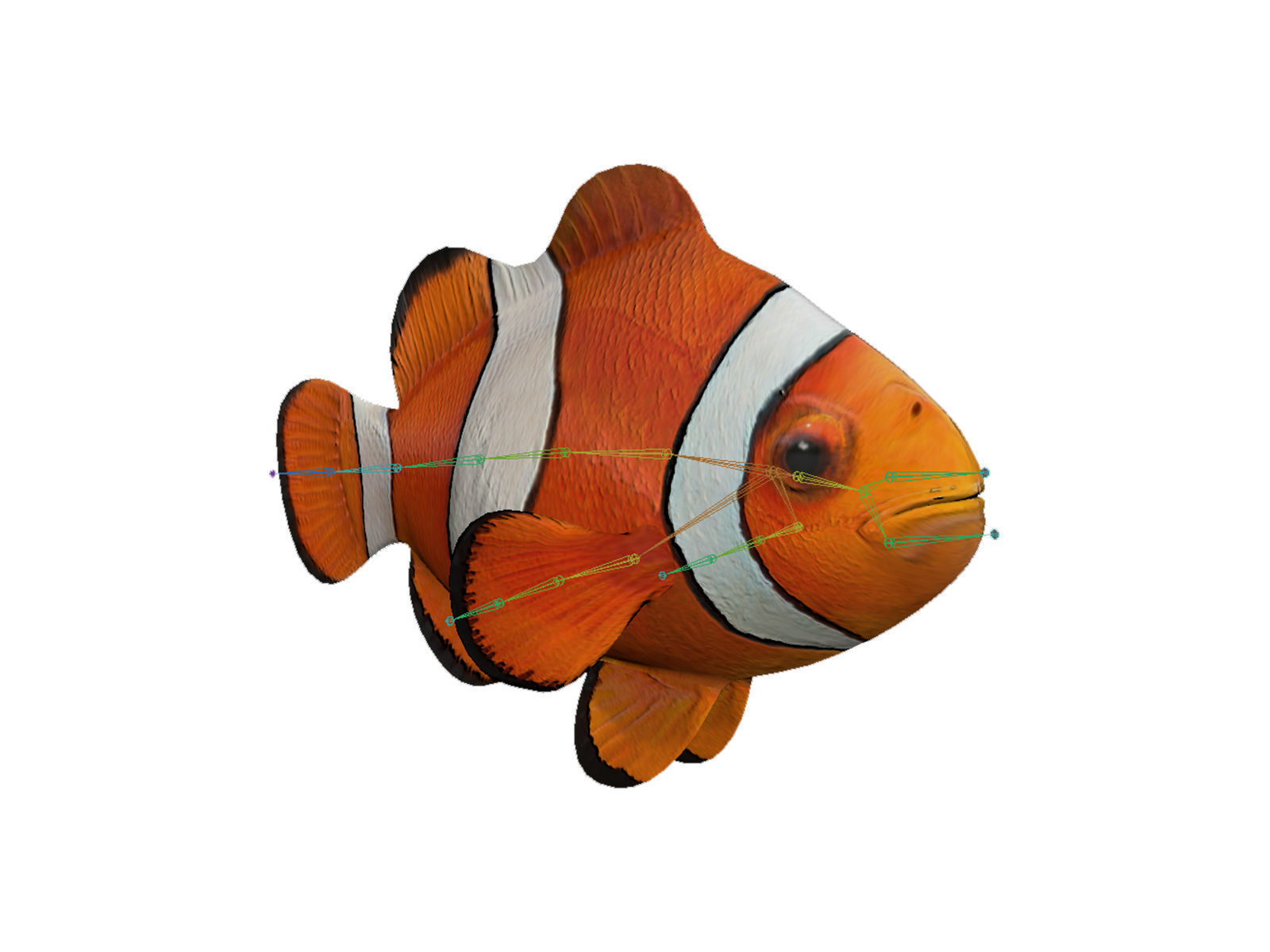 clown fish Low-poly 3D model_7