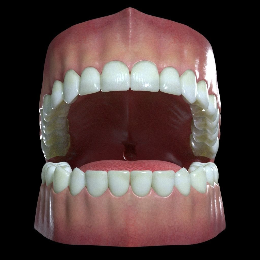 Teeth and Gums 3D model_4