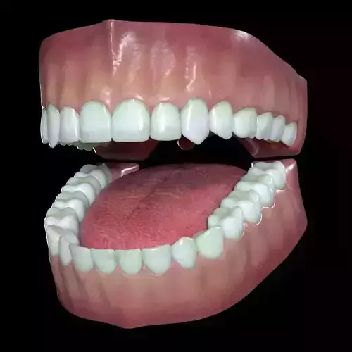 Teeth and Gums 3D model