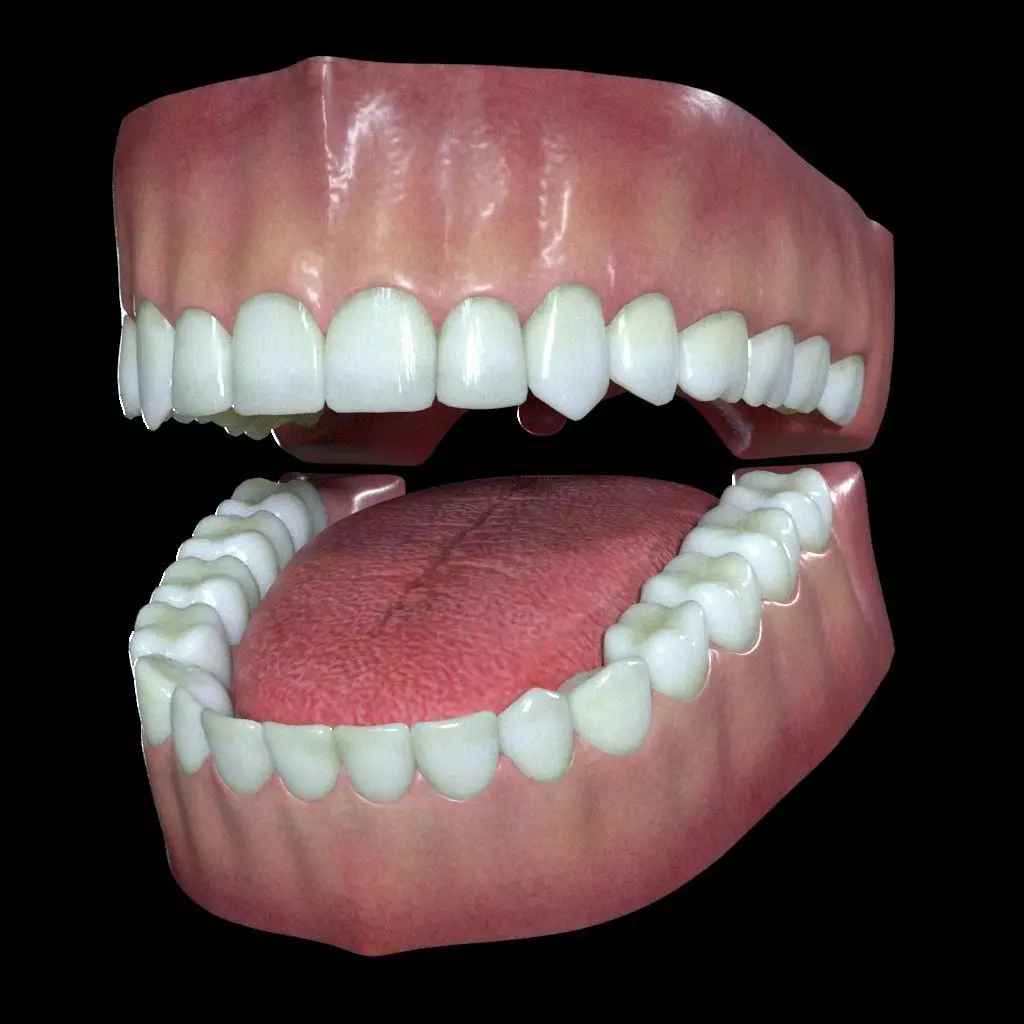 Teeth and Gums 3D model_0