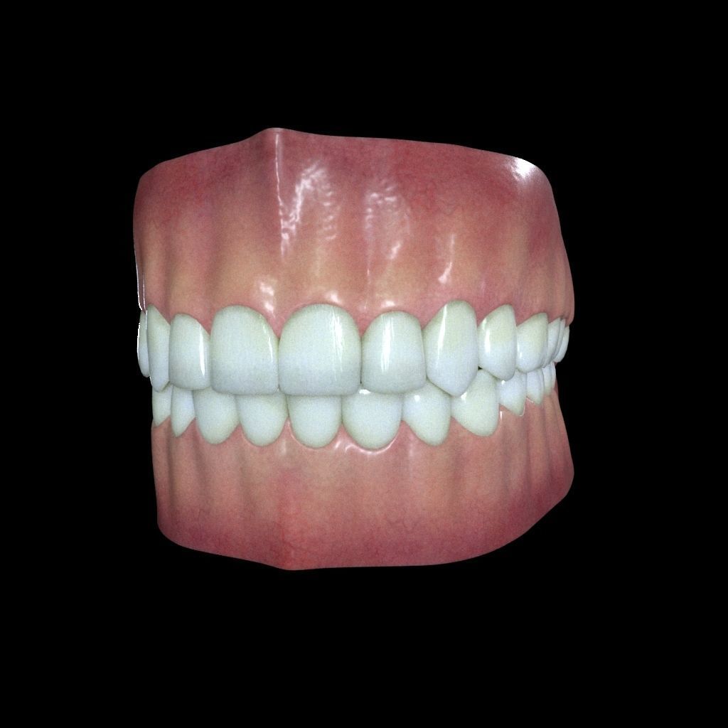 Teeth and Gums 3D model_3