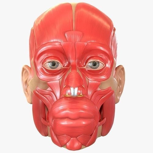 Full Head Muscle Anatomy 3D model