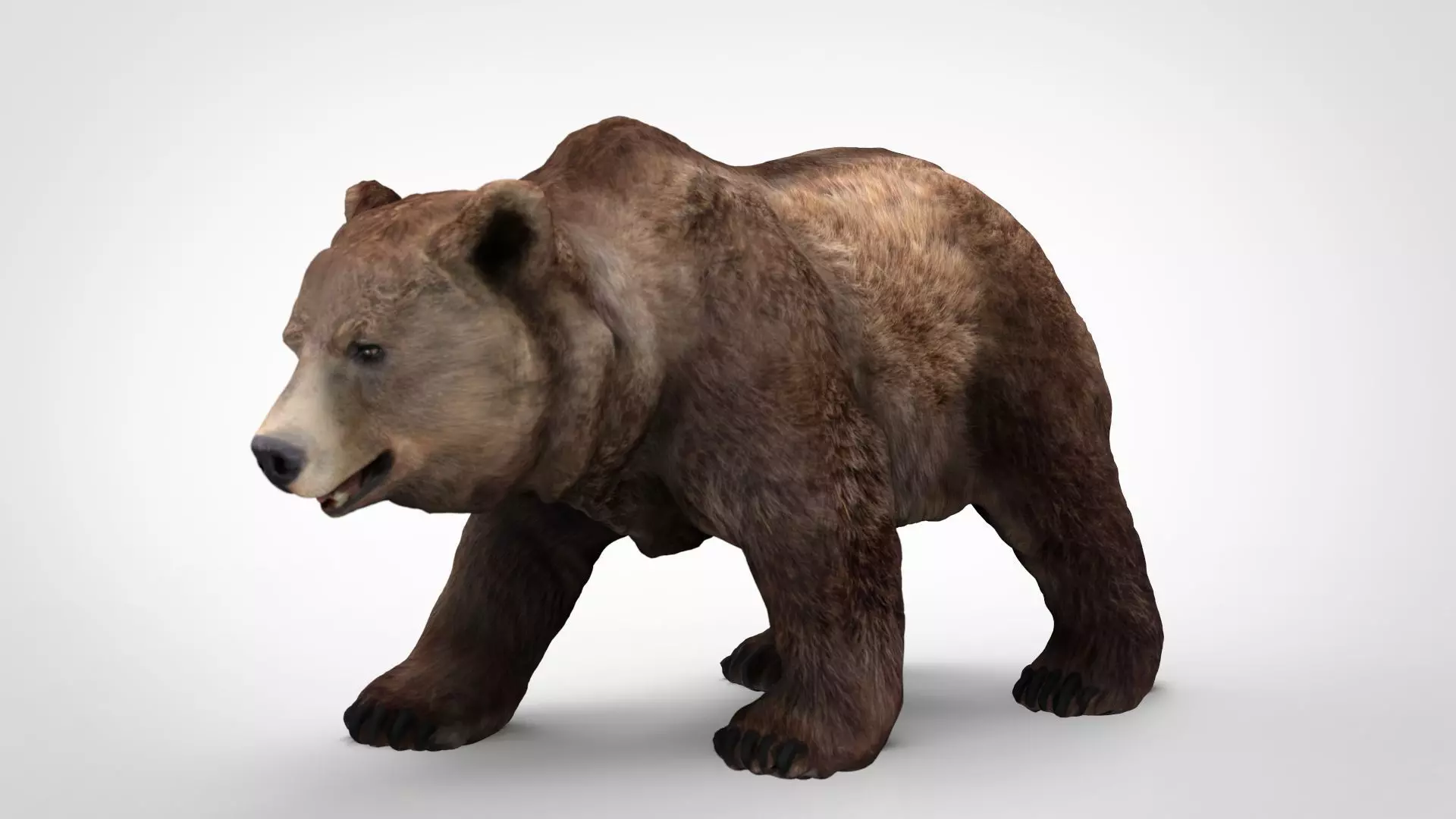 GRIZZLY BEAR Low-poly 3D model_0