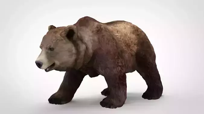 GRIZZLY BEAR Low-poly 3D model