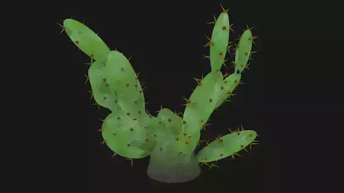 Cactus 01