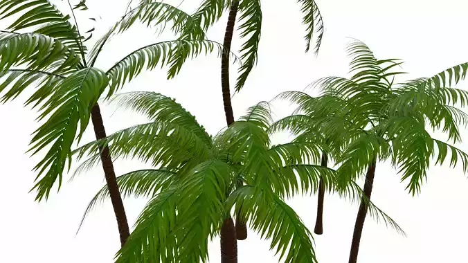 Palm collection three trees