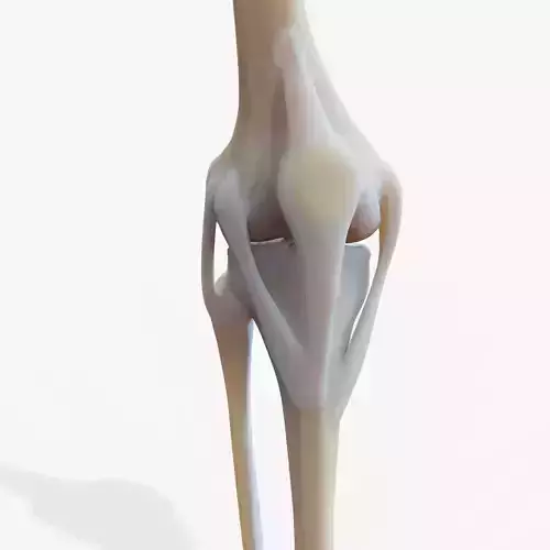 Knee joint Low-poly 3D model