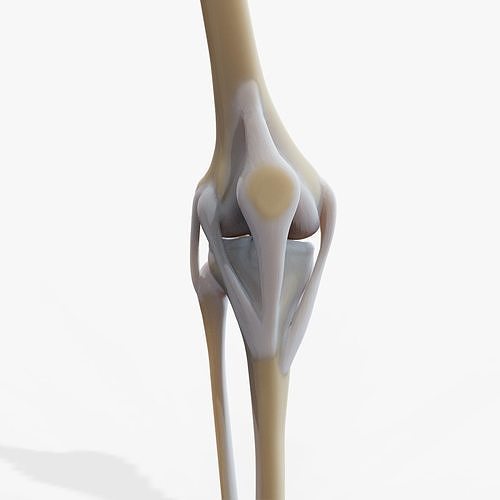 Knee joint Low-poly 3D model