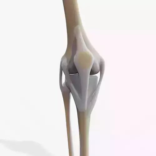 Knee joint Low-poly 3D model