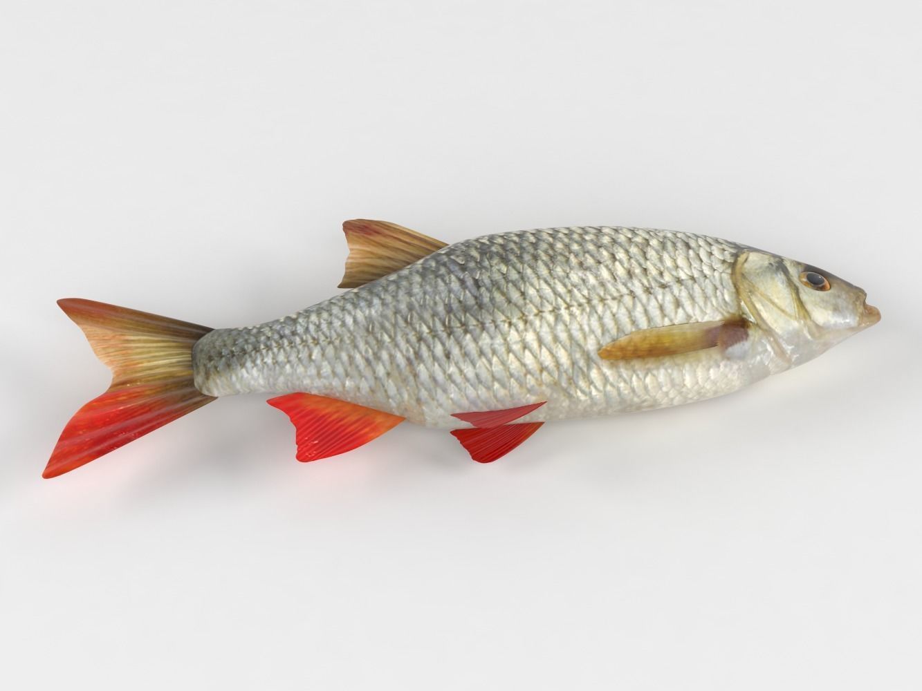 Rudd Fish 3D model_5