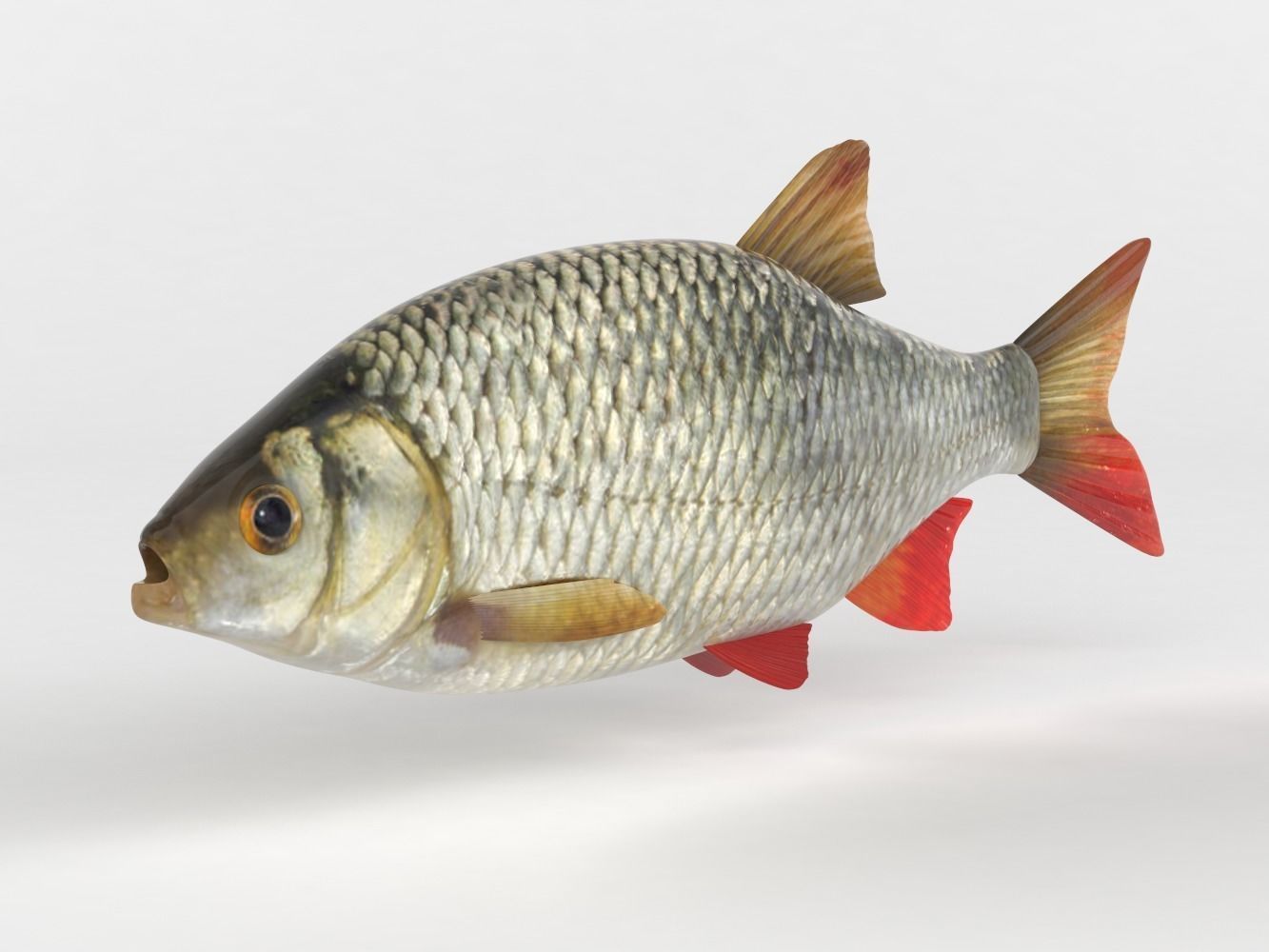 Rudd Fish 3D model_1
