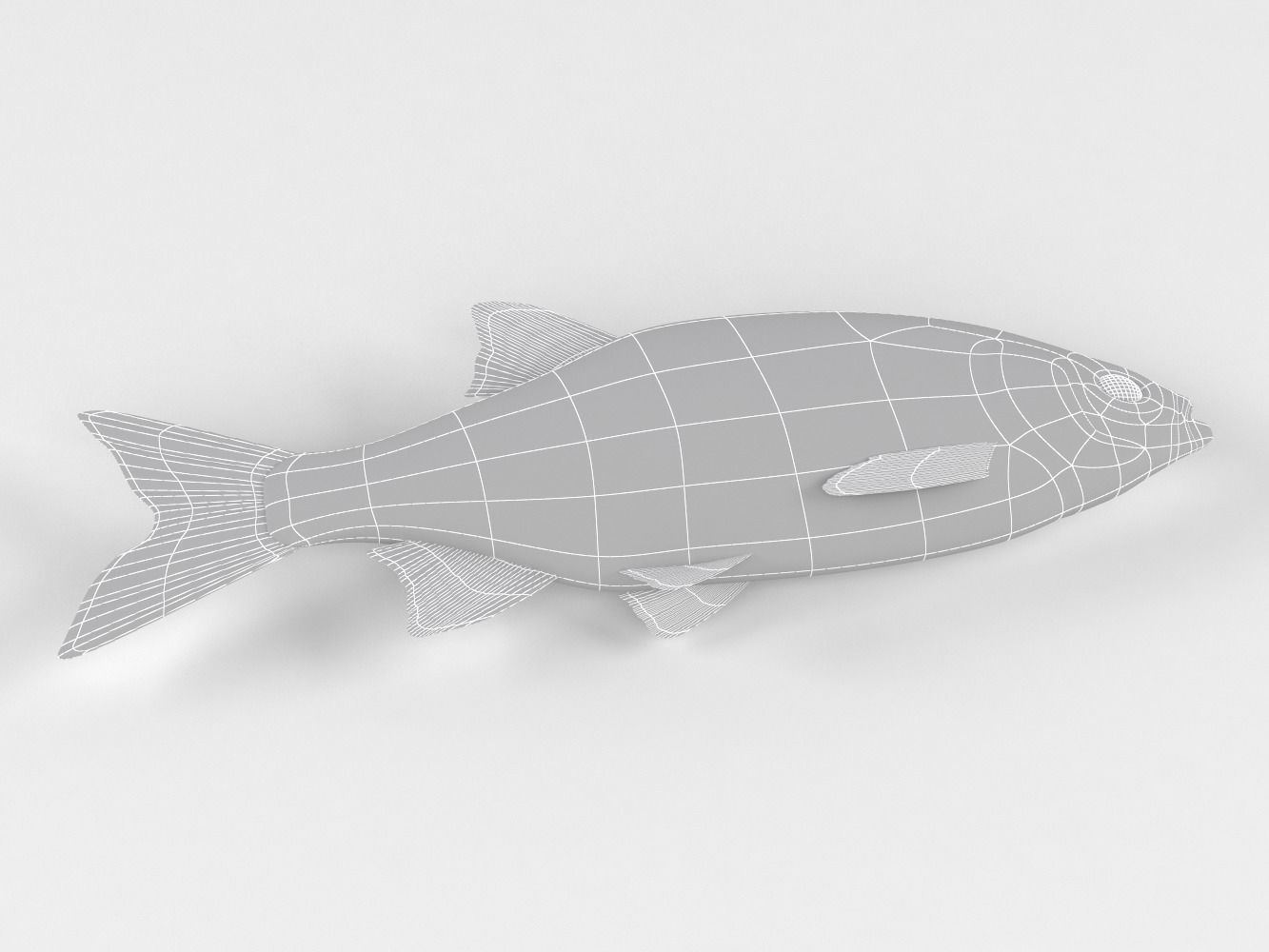 Rudd Fish 3D model_11