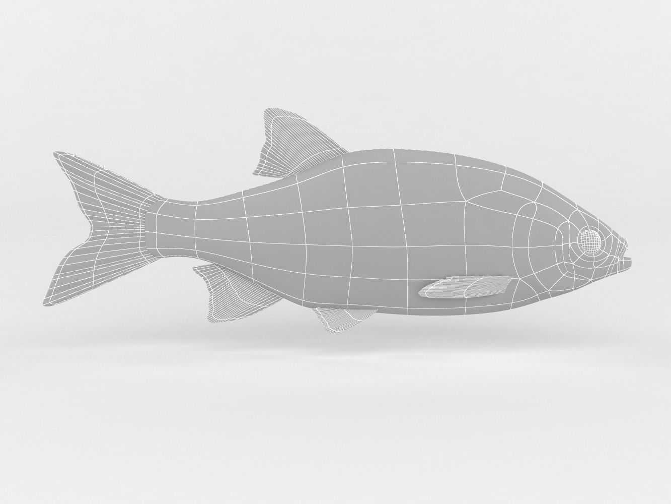 Rudd Fish 3D model_6