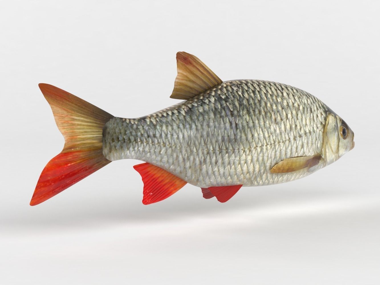Rudd Fish 3D model_3