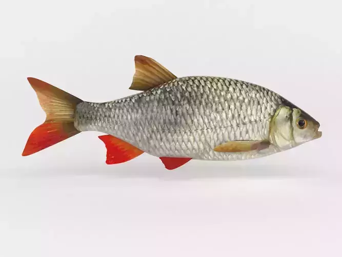 Rudd Fish 3D model