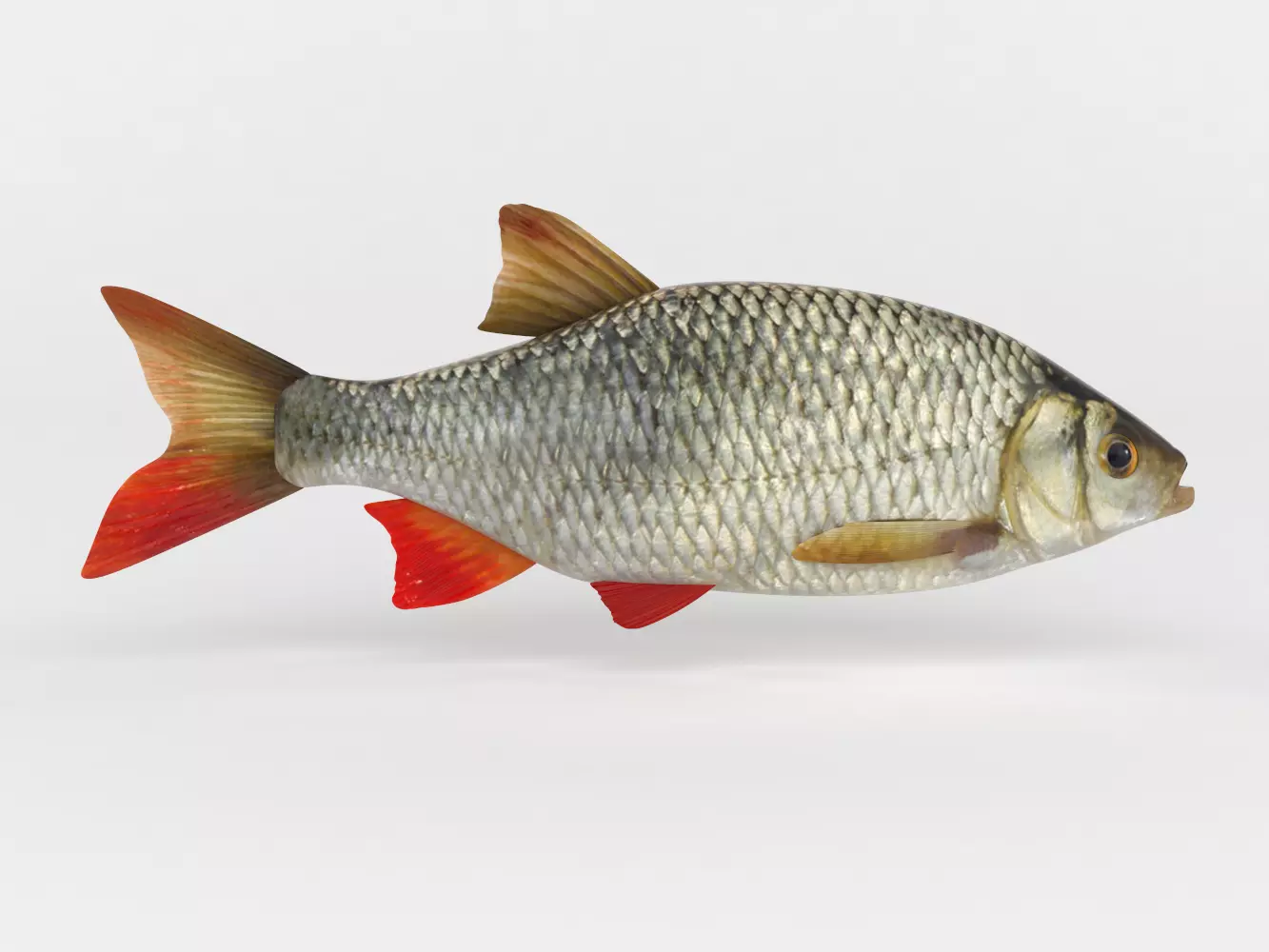 Rudd Fish 3D model_0