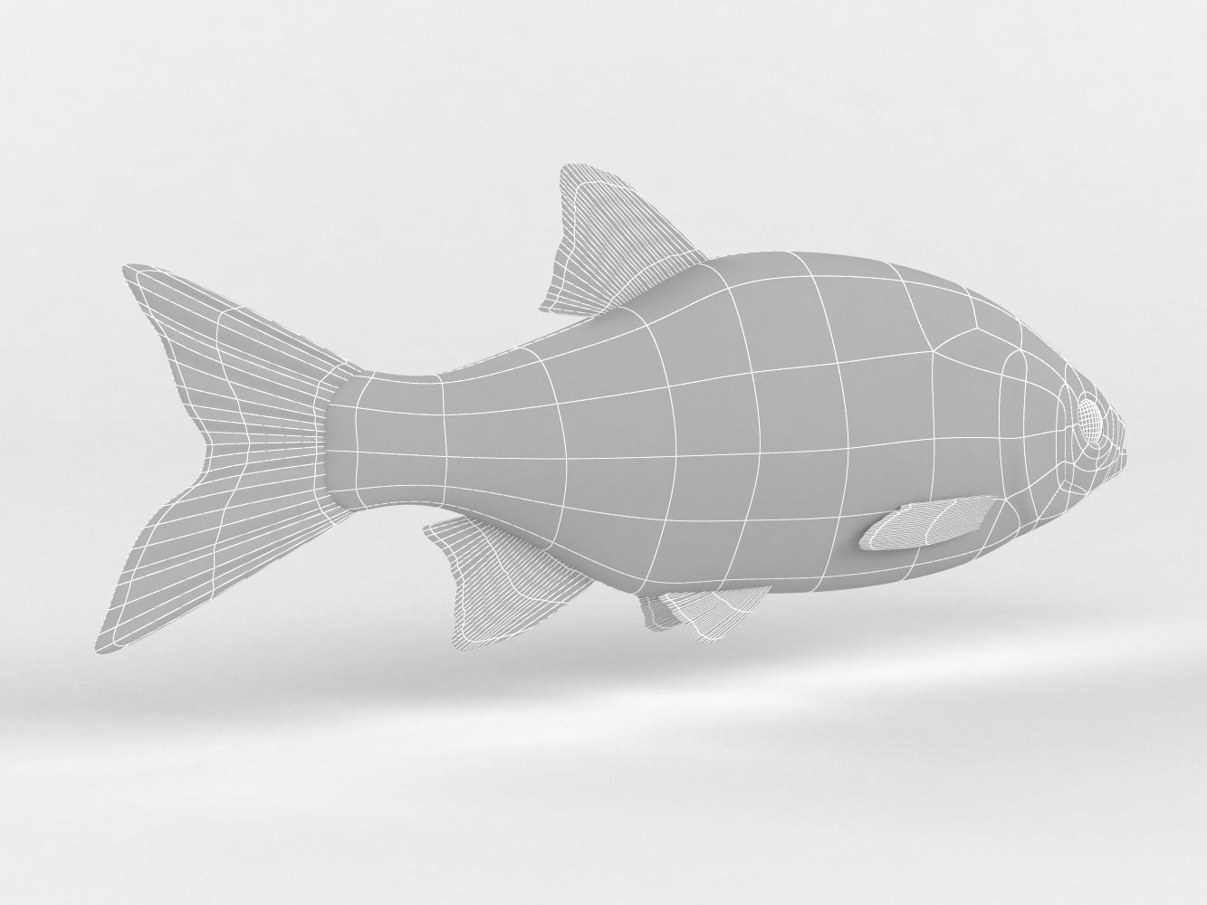 Rudd Fish 3D model_9