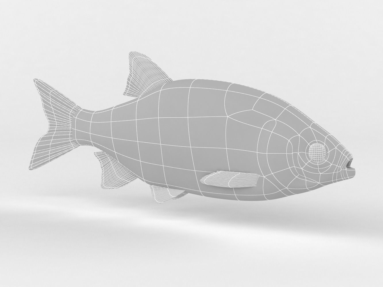 Rudd Fish 3D model_8