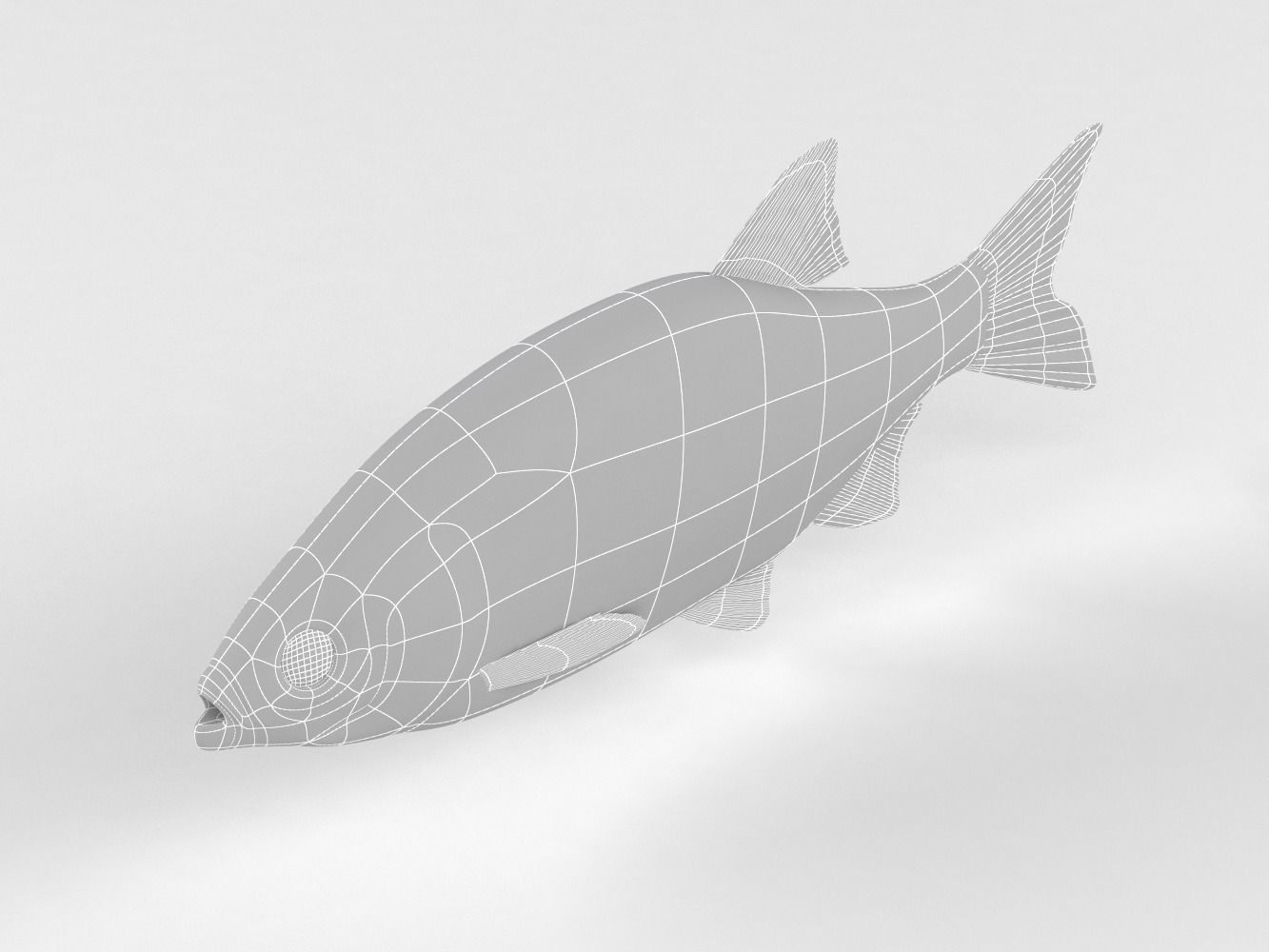 Rudd Fish 3D model_10