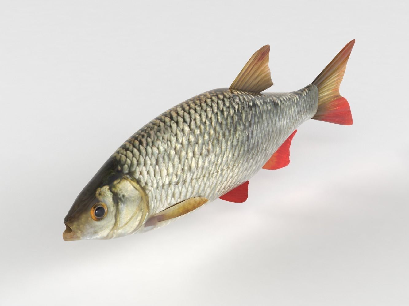 Rudd Fish 3D model_4