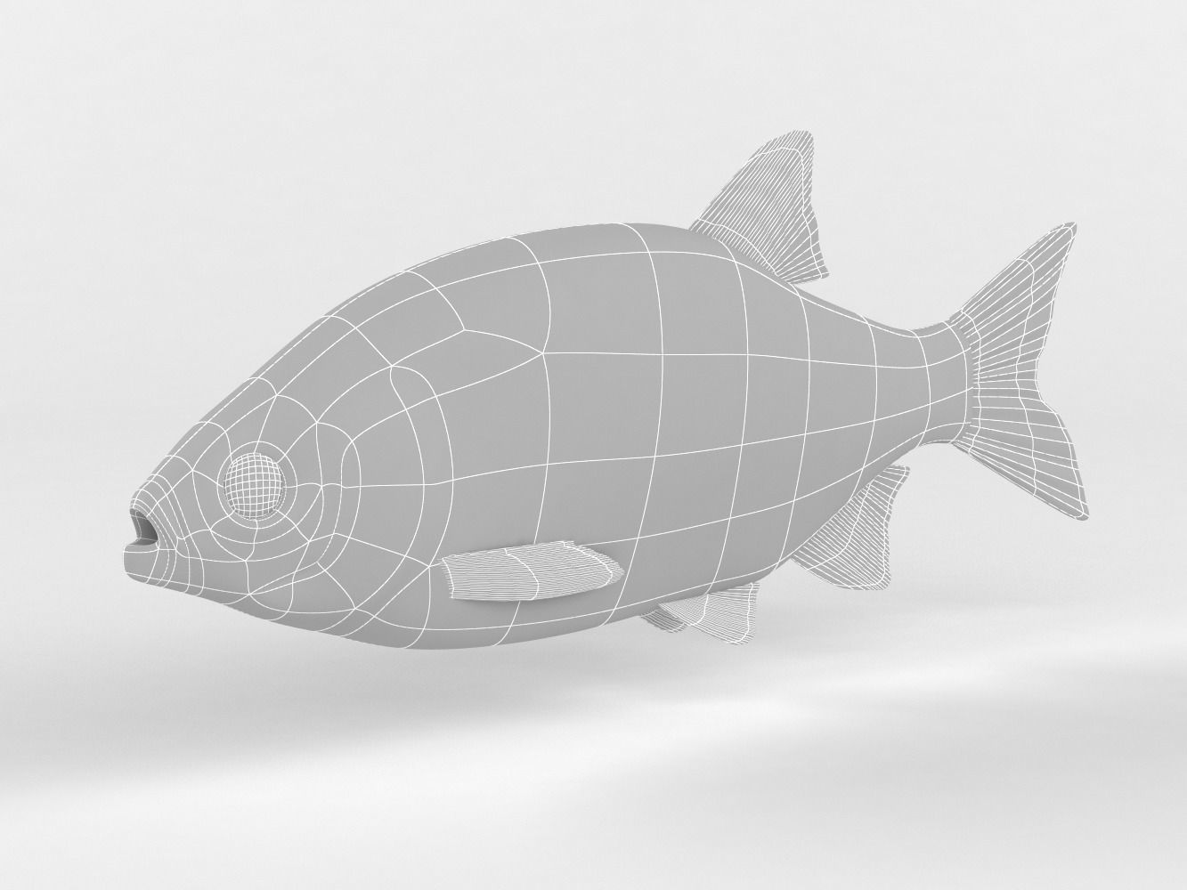 Rudd Fish 3D model_7