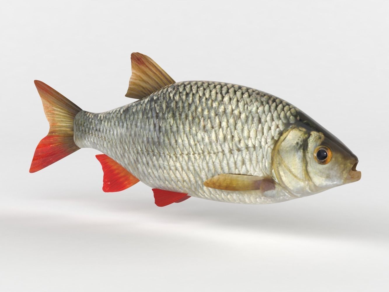 Rudd Fish 3D model_2