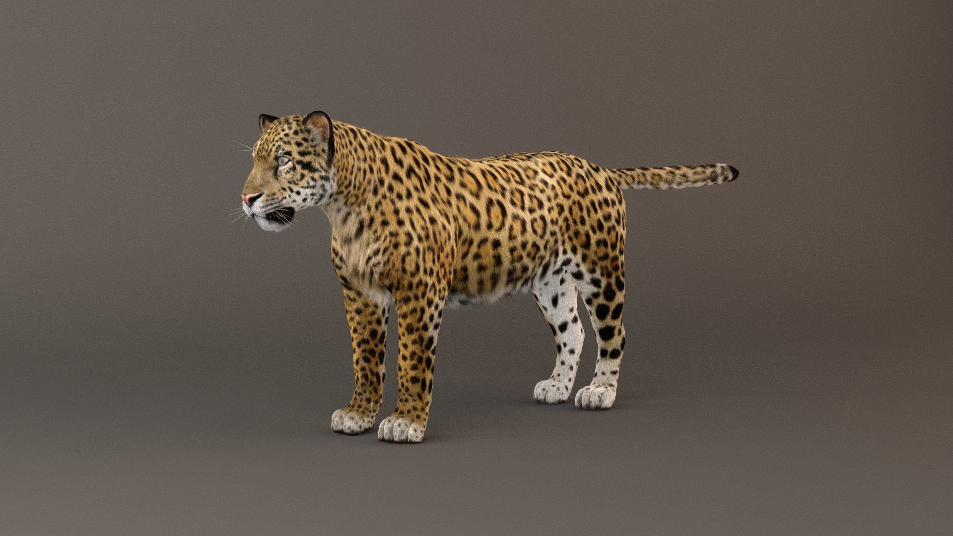 Jaguar fur Model 3D model_10