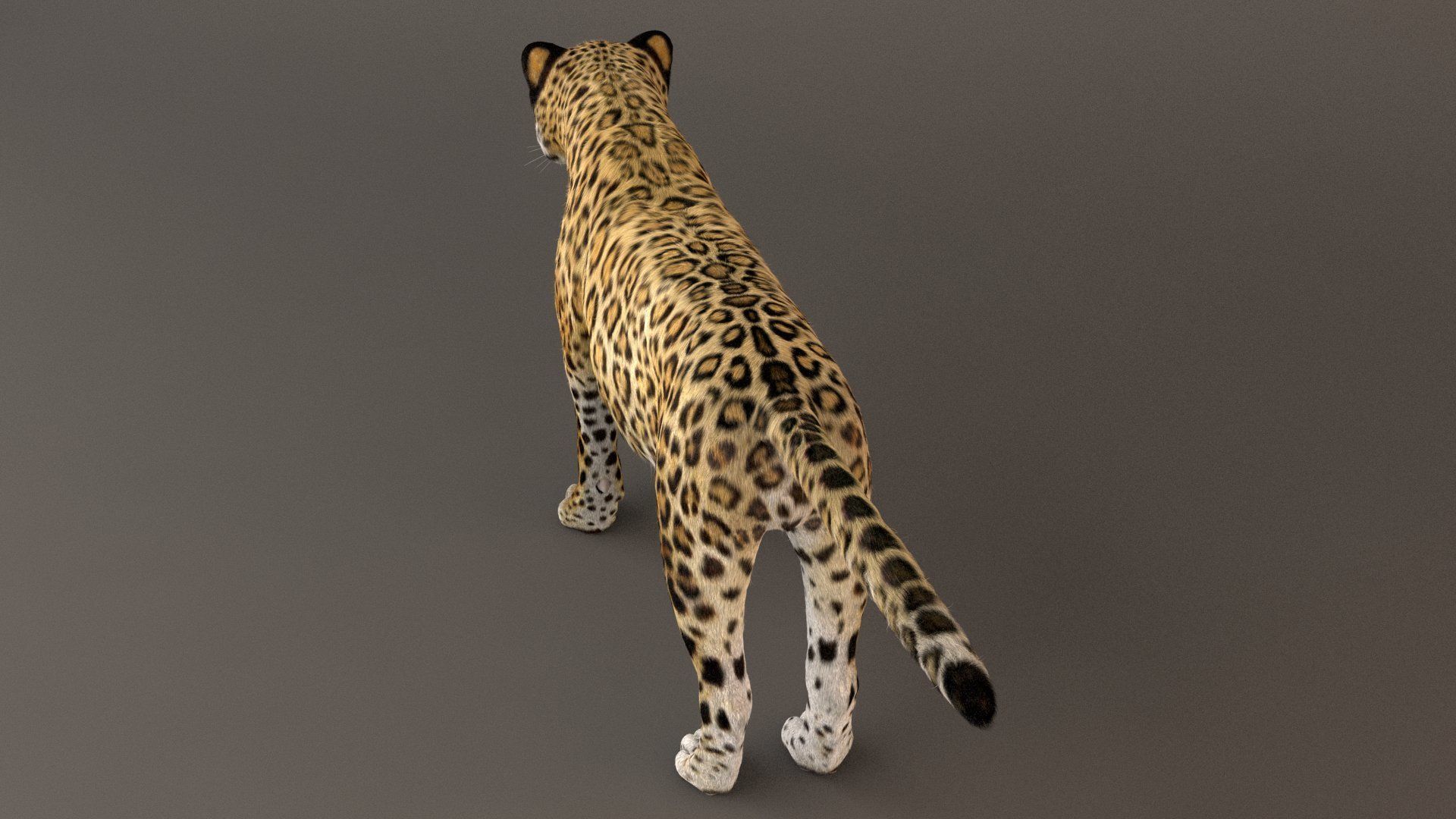 Jaguar fur Model 3D model_2
