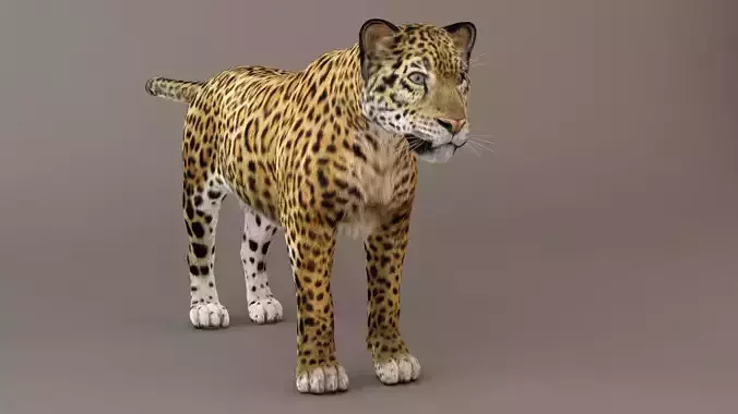 Jaguar fur Model