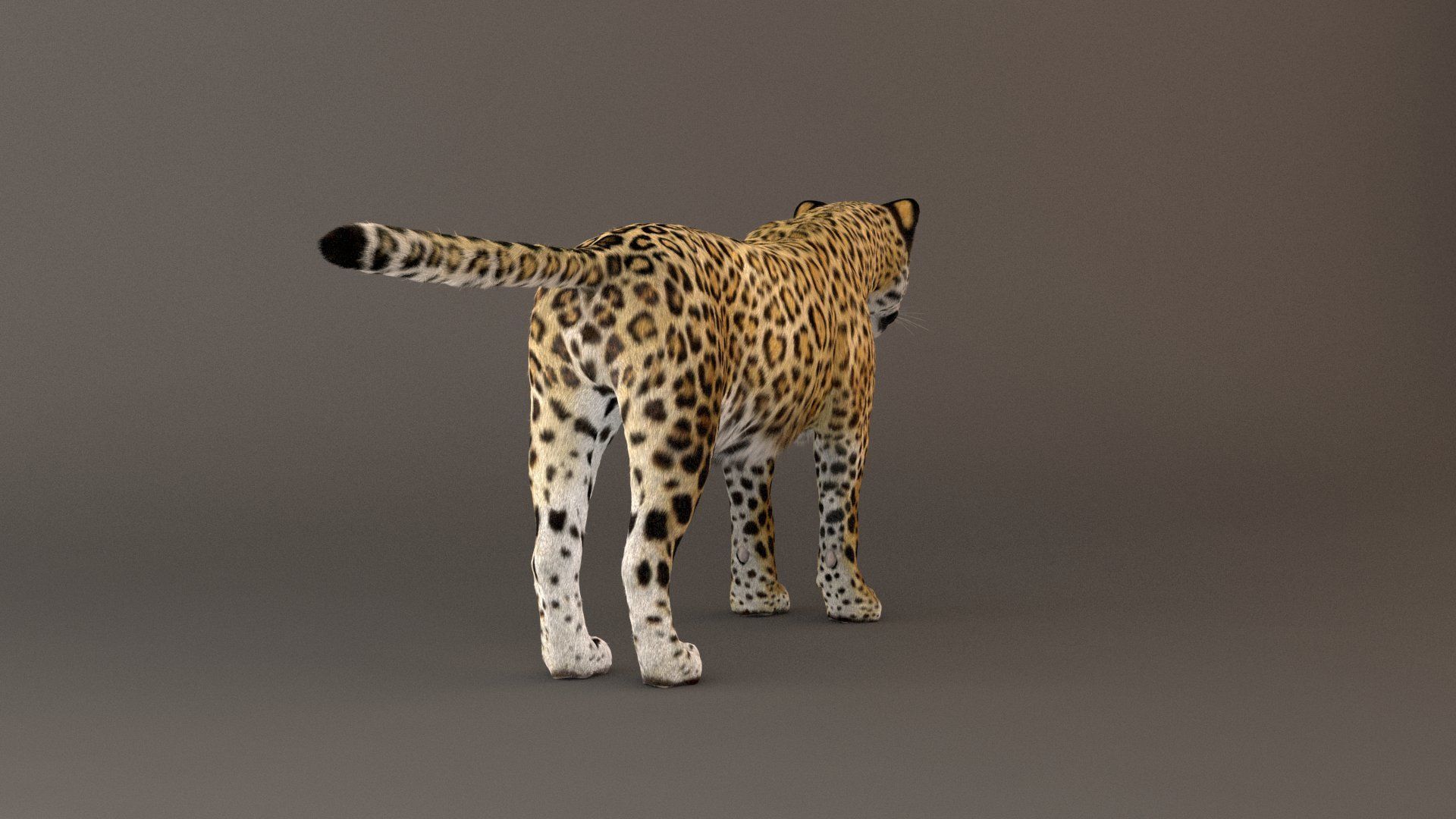 Jaguar fur Model 3D model_9