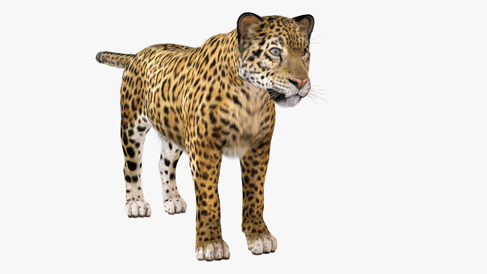 Jaguar fur Model 3D model_4