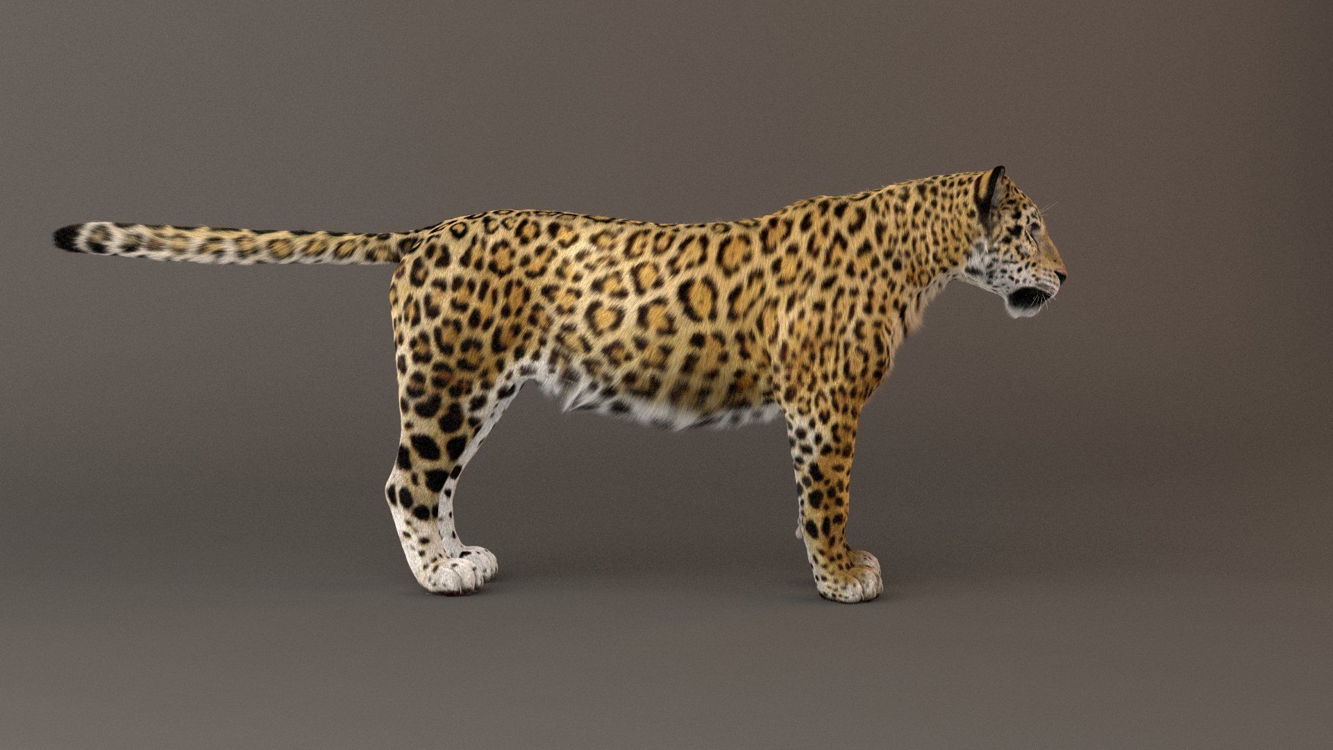 Jaguar fur Model 3D model_11