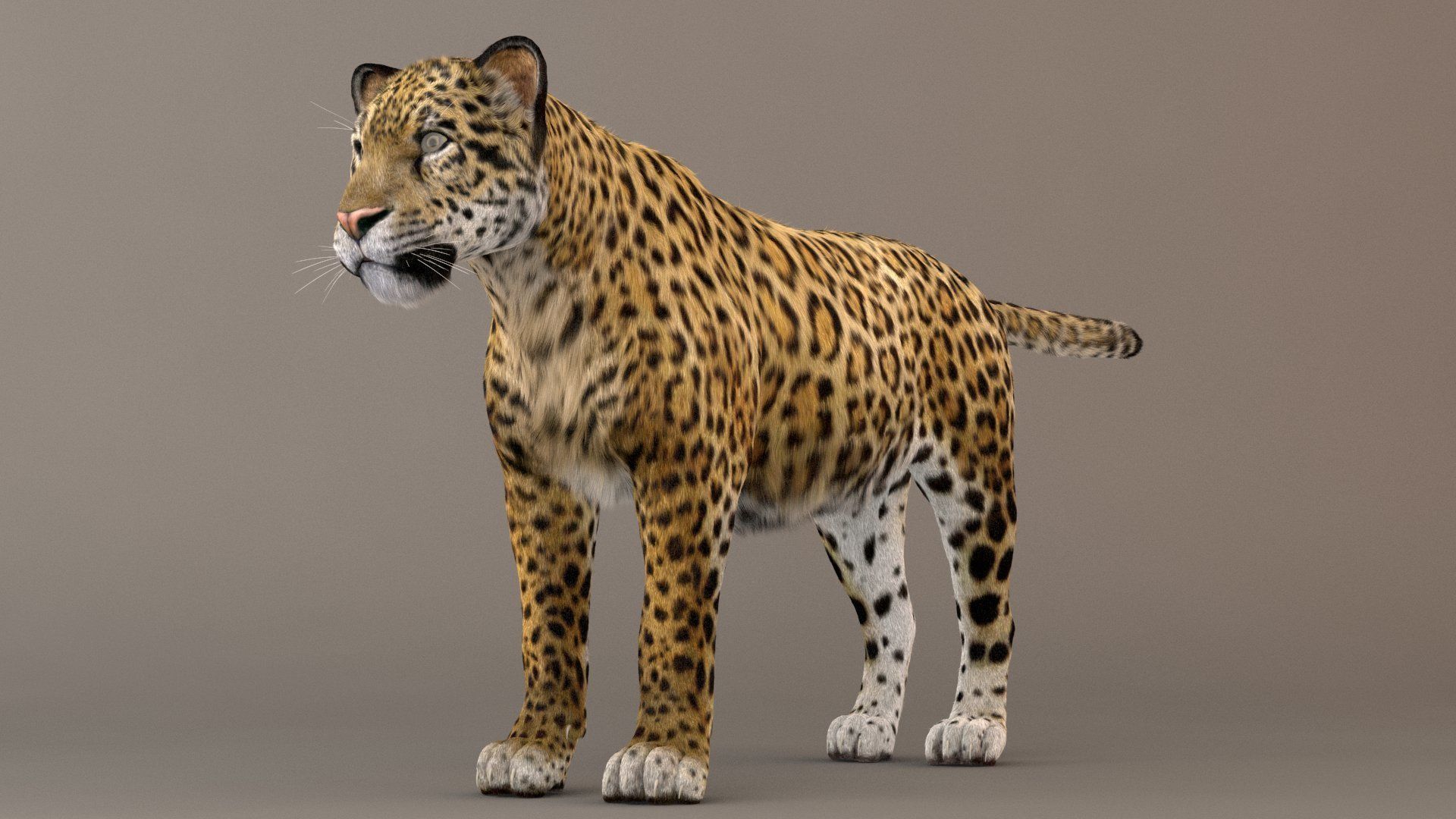 Jaguar fur Model 3D model_1