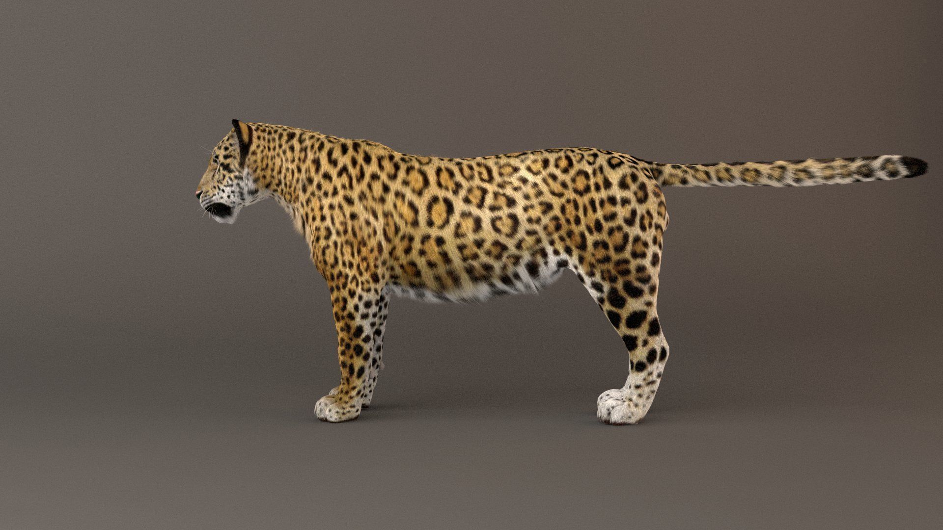 Jaguar fur Model 3D model_7