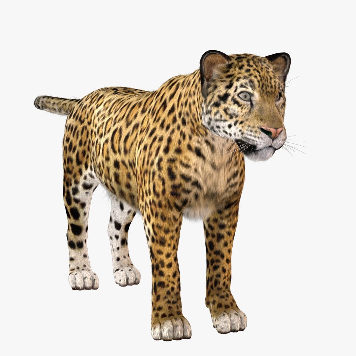 Jaguar fur Model 3D model_5