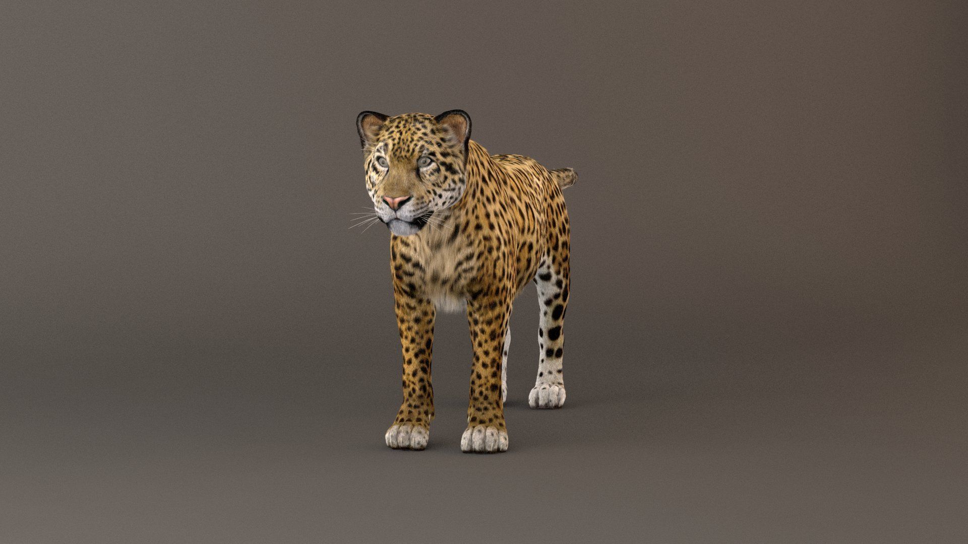 Jaguar fur Model 3D model_8