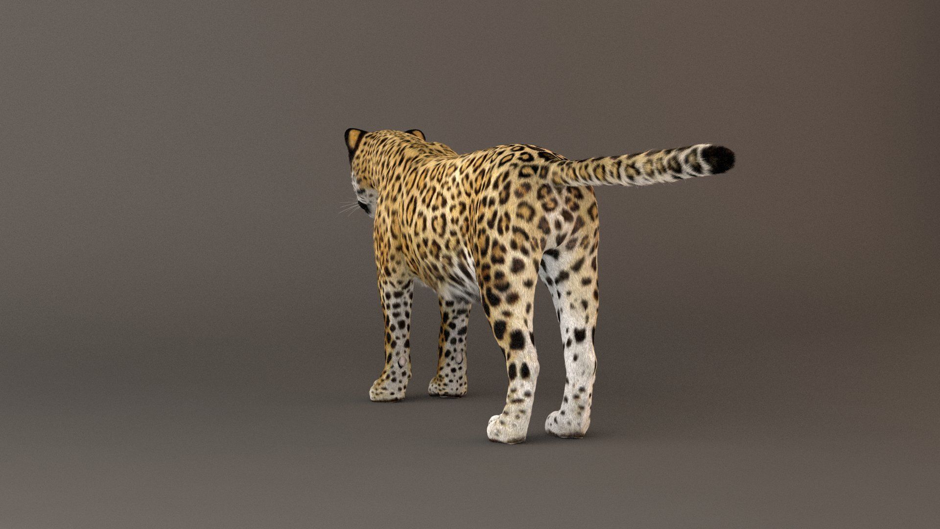 Jaguar fur Model 3D model_6