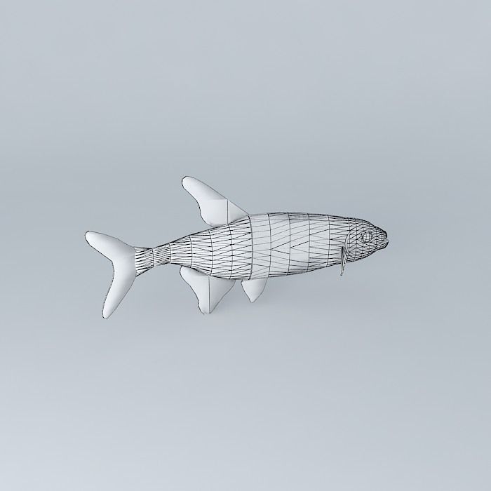 Neon tetra fish Free 3D model_3