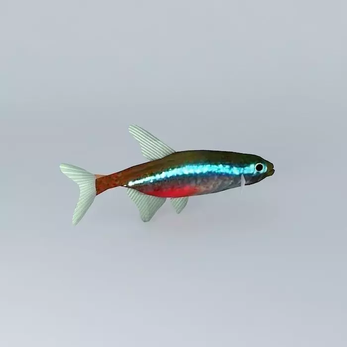 Neon tetra fish Free 3D model_0