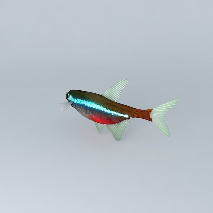 Neon tetra fish Free 3D model_1