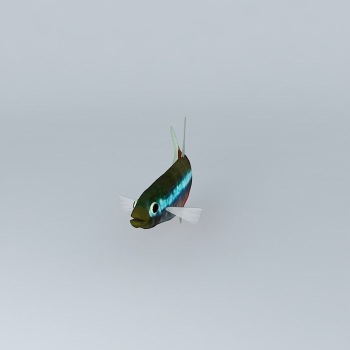 Neon tetra fish Free 3D model_2