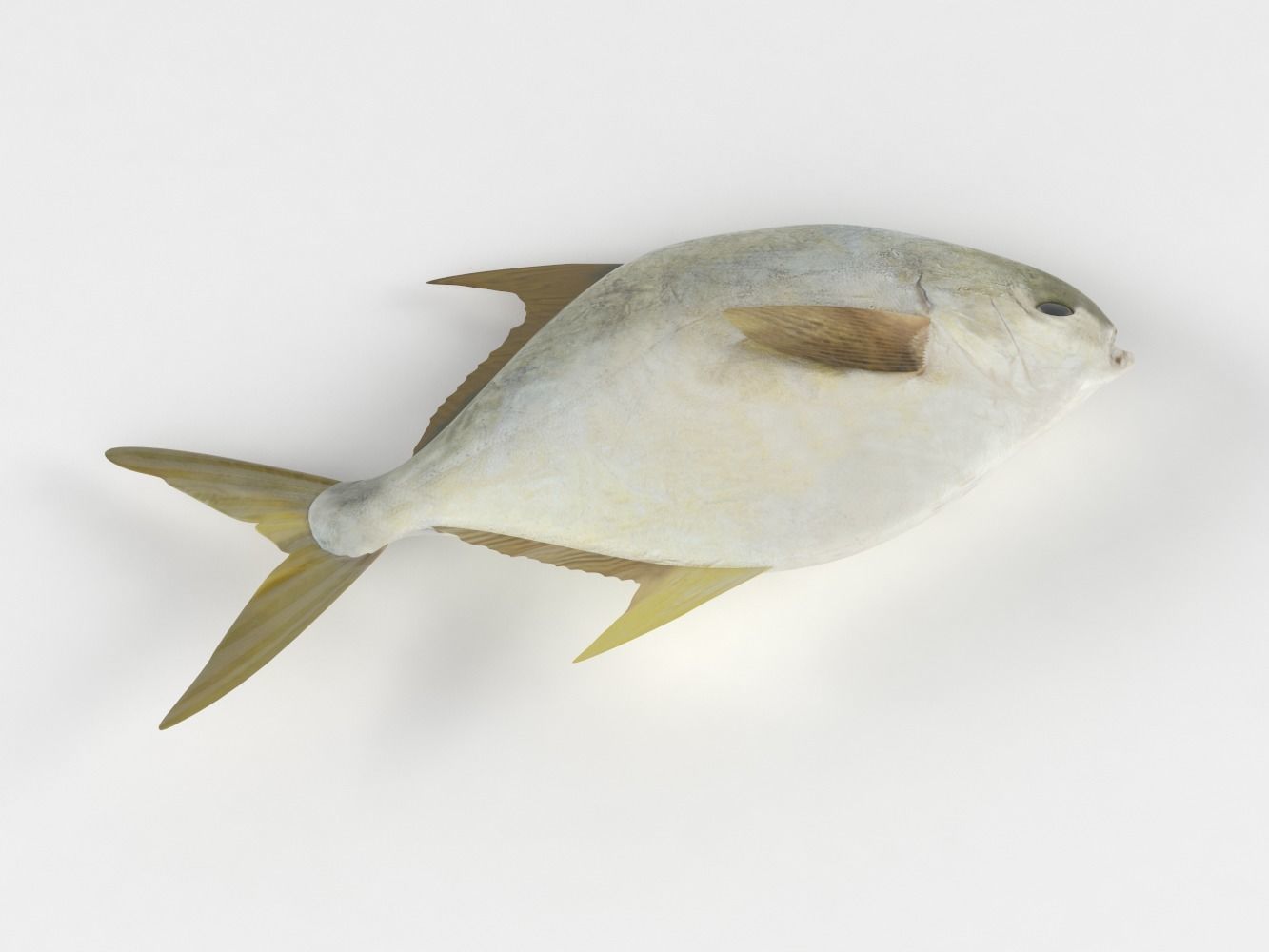 Pompano fish 3D model_5
