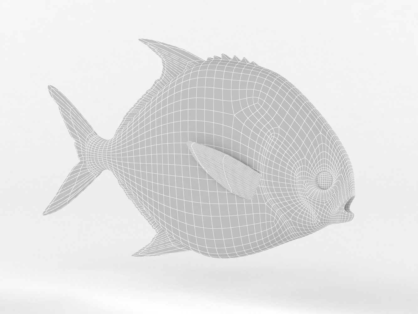 Pompano fish 3D model_7