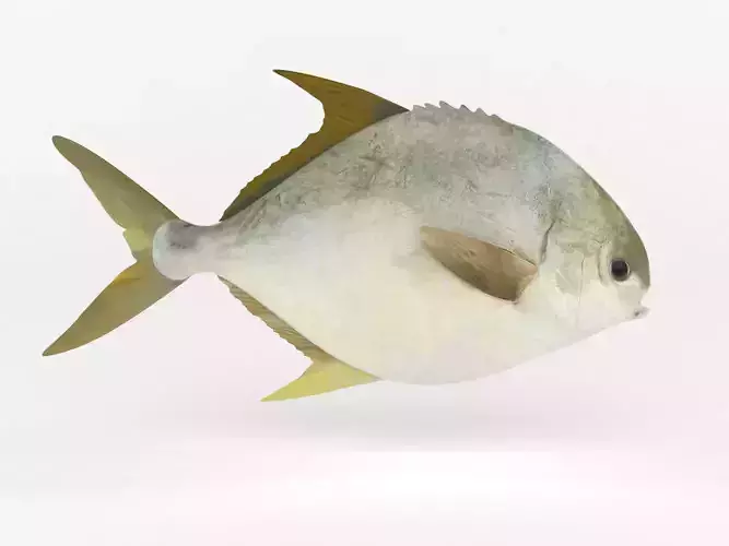 Pompano fish 3D model