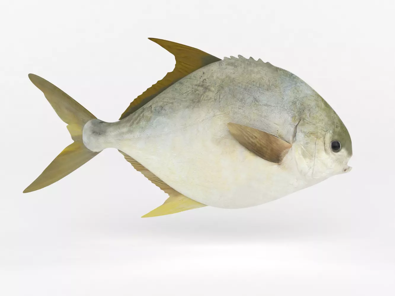 Pompano fish 3D model_0