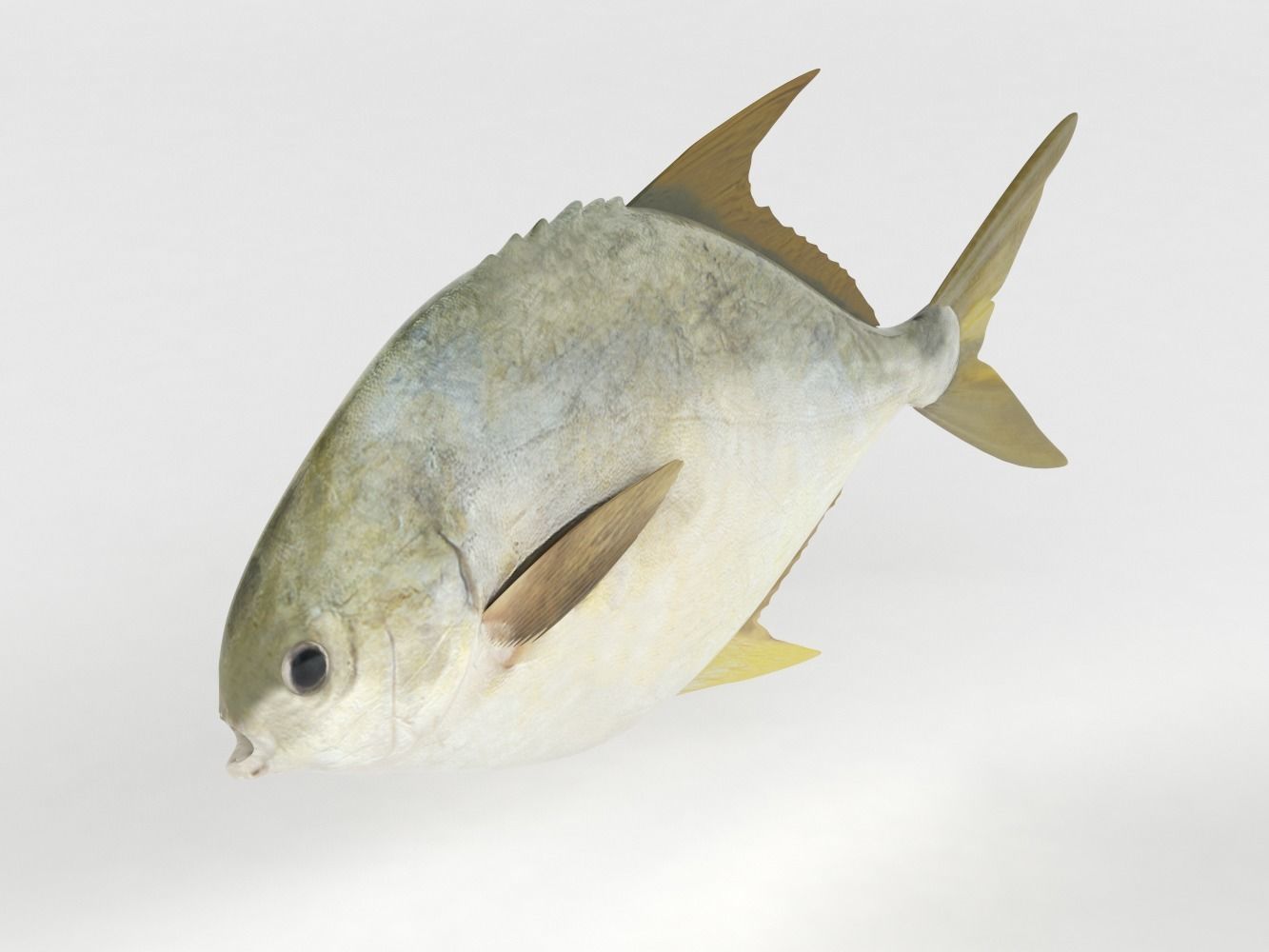 Pompano fish 3D model_4