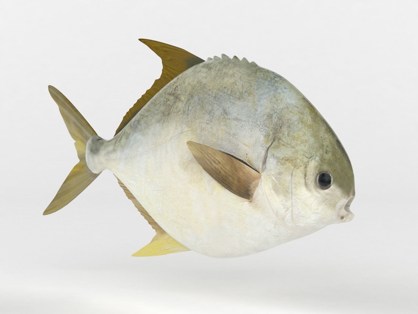 Pompano fish 3D model_1