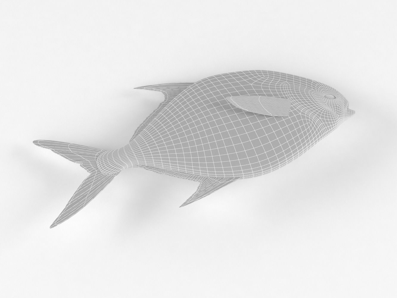 Pompano fish 3D model_11